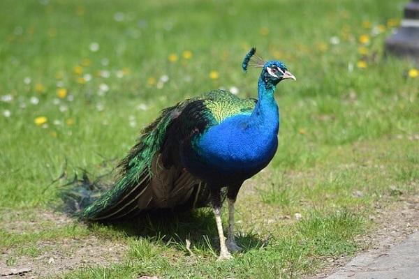 peacock essay in Marathi