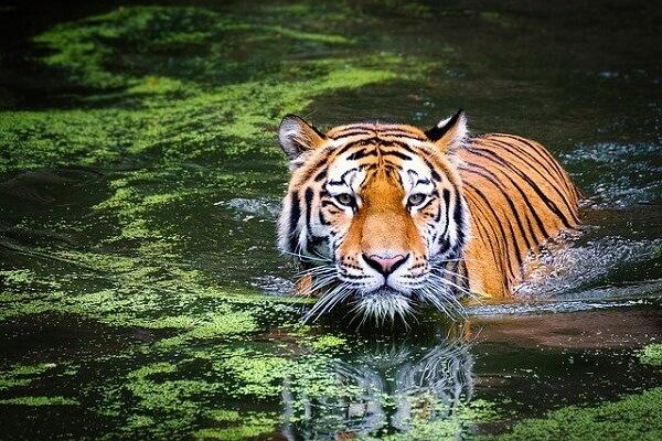 Tiger Information in Marathi