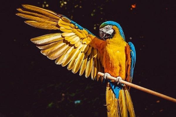 Parrot Essay in Marathi 
