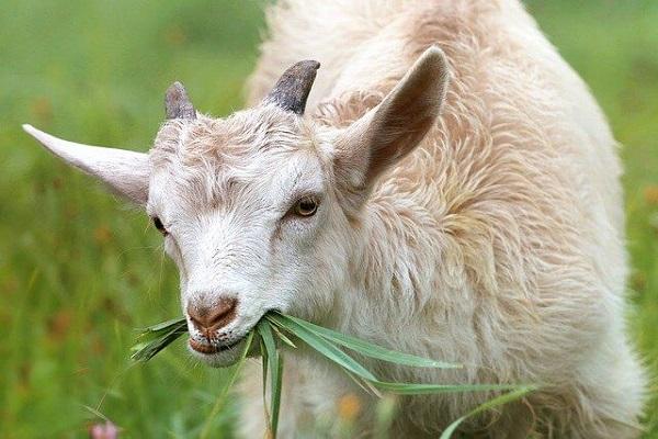 goat essay information in Marathi