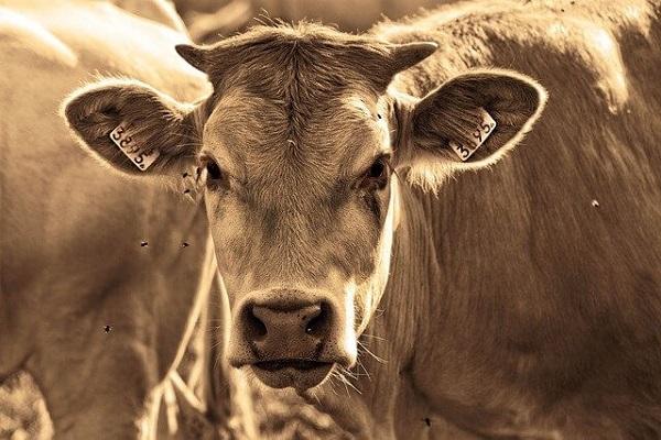 Essay on cow in Marathi