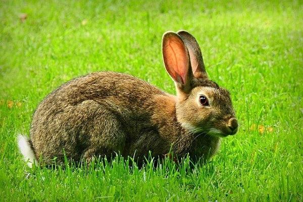 Essay on Rabbit in Marathi