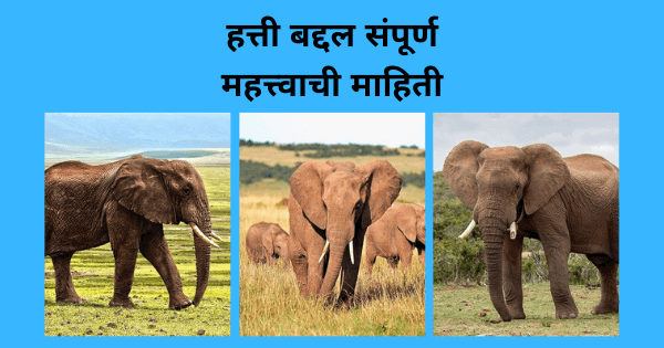 Elephant information in Marathi