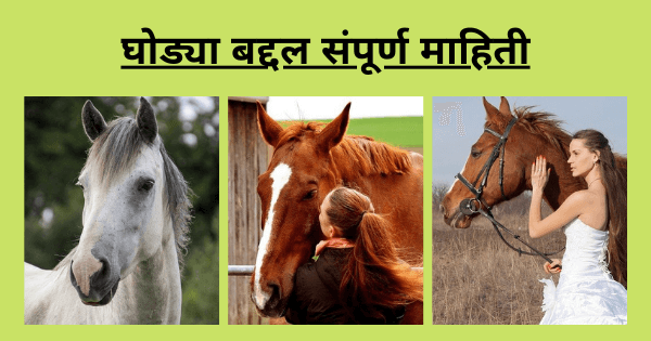 horse information in Marathi