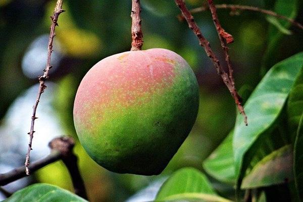Mango tree information in Marathi