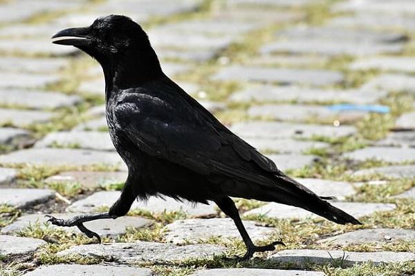 Crow information in Marathi