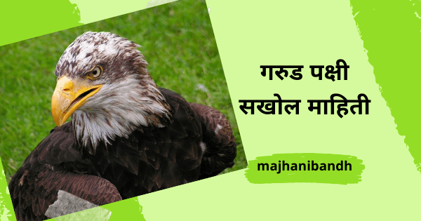 Eagle information in Marathi
