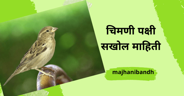 Sparrow Information in Marathi